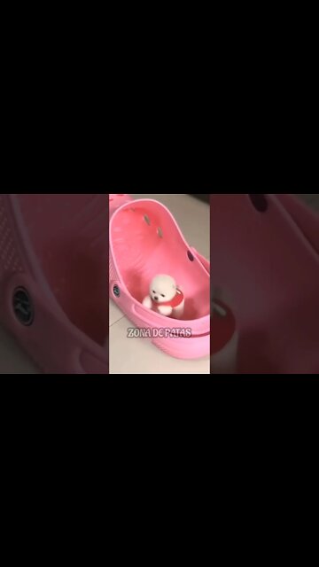 VOCÊ NÃO MANDA EM MIM #shorts 😅😅😅😅