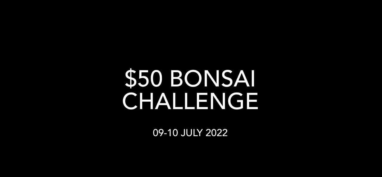 $50 Bonsai Challenge #BonsaiChallenge