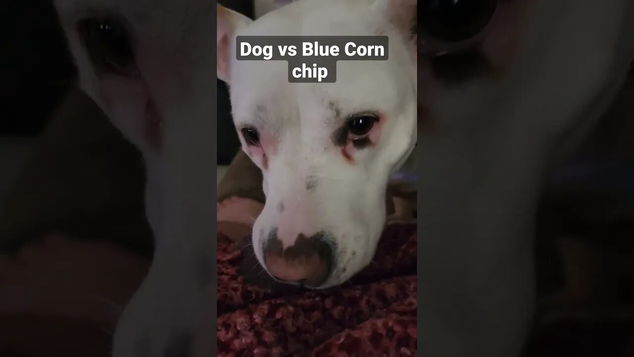 dog vs blue corn chip #doggo #asmr #dogasmr