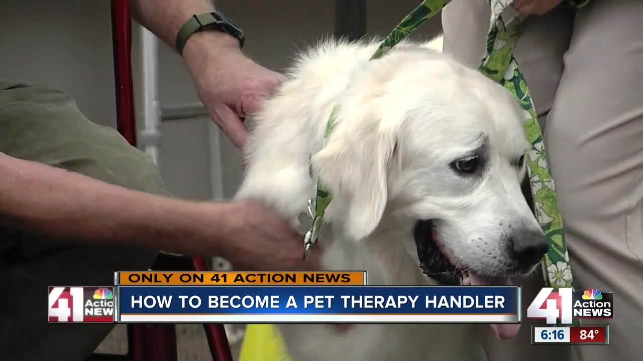 How your pet could become a therapy animal