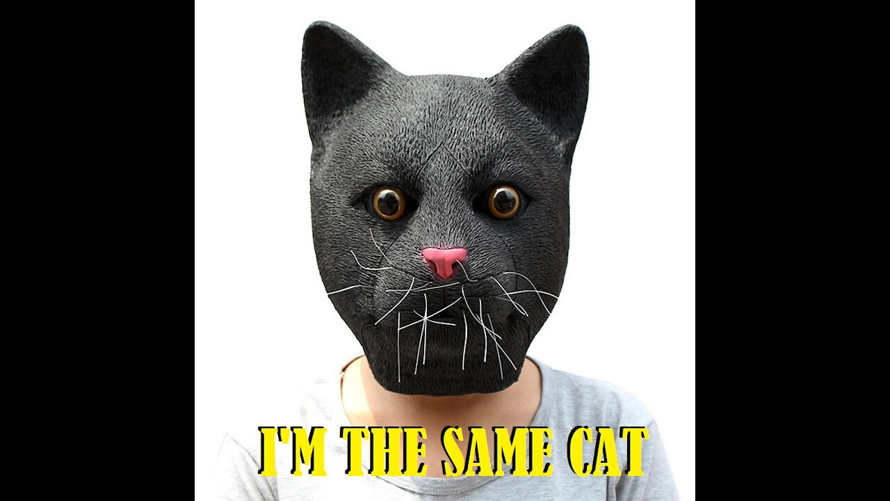 Terrified the cats.