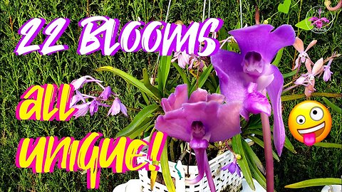 ONE Orchid! 22 UNIQUE Blooms 🫣 Why keep an orchid like this? Are ALL orchids worth it #ninjaorchids