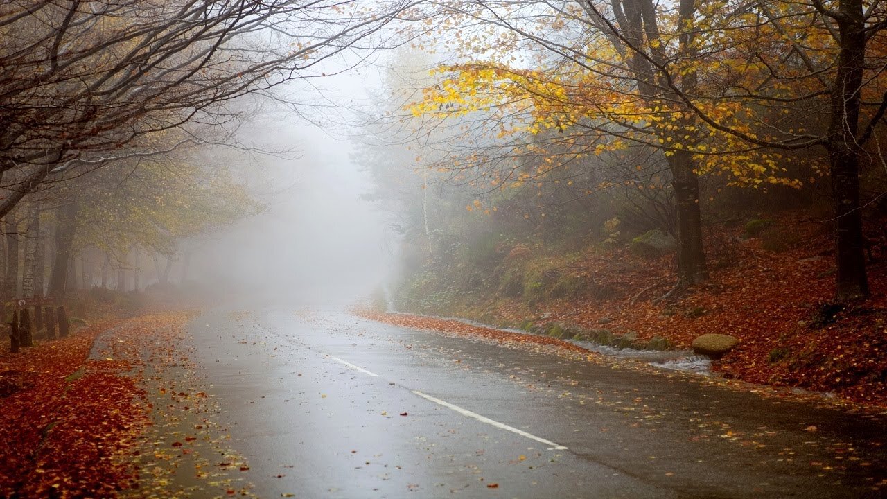 🔴Fall Fast Asleep to Gentle Rain On Forest Road🔴 9 Hours for Sleeping, Study and Relaxation