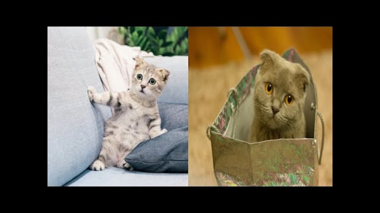 Cute and Funny Cats, Cute Pets And Funny, Animals Compilation