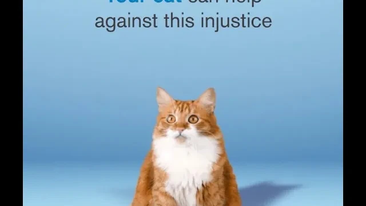 Cats not kids