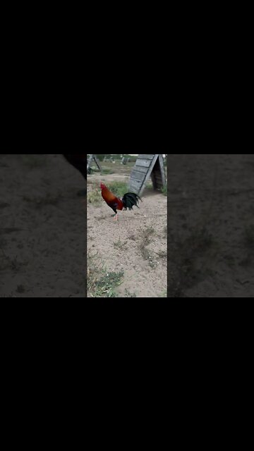 Sweaters @ LivingWaterFarms247