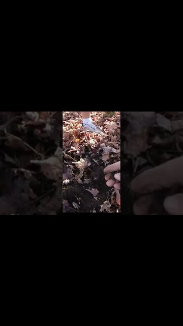 Wife shackle #treasure #relic #coins #metaldetecting #buttons #civilwar #trending #silver #fossil