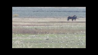 Horses in Grand Teton National Park