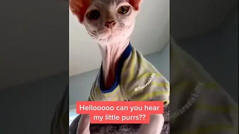 PLAYING CAT VIDEO MEAWWW