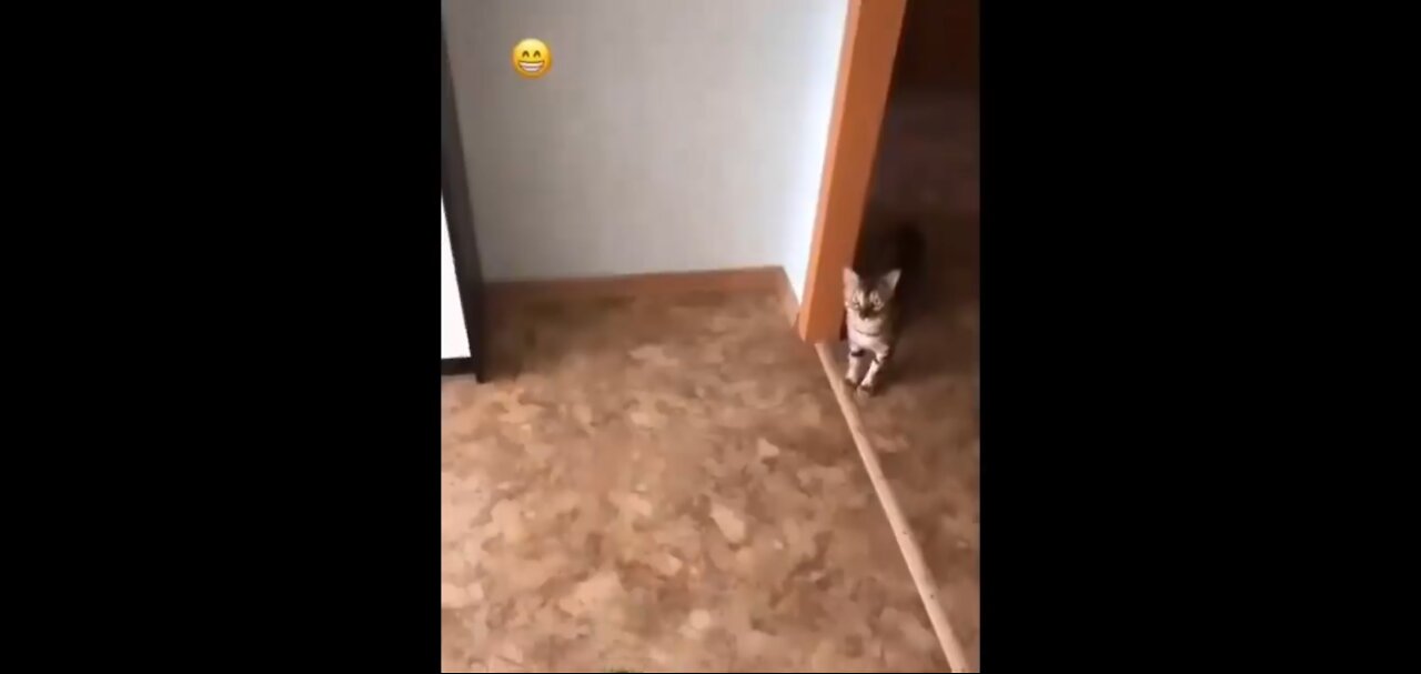 Cats life part 1 😆