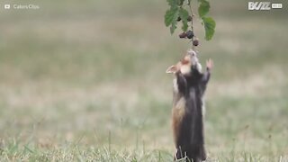 Ces animaux font tout pour de la nourriture!