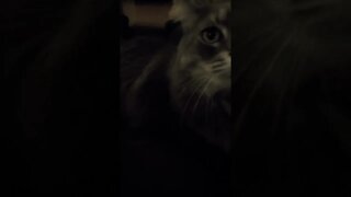 dog wants more attention than the cat.