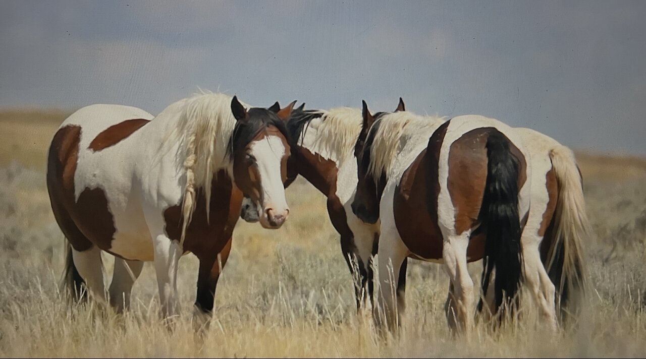 WHOA Wild Horses of America Ep 18 McCullough Peaks in Wyoming by Karen King