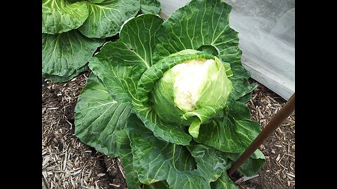 Bursting Cabbage From Too Much Rain 6/28/24