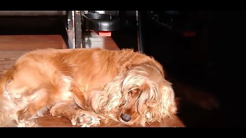 #dogshow, #amimals, #dogs, #shorts