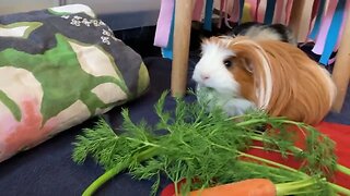Guinea pigs clean home and a vampire