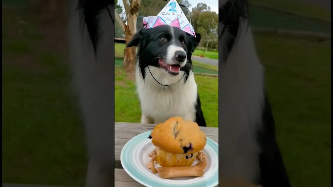 ANIMALS ❤😍❤ #farmlife #dog #3smellykids #kidsvideos #bordercollie #englishpointer #fruitfarm #dog