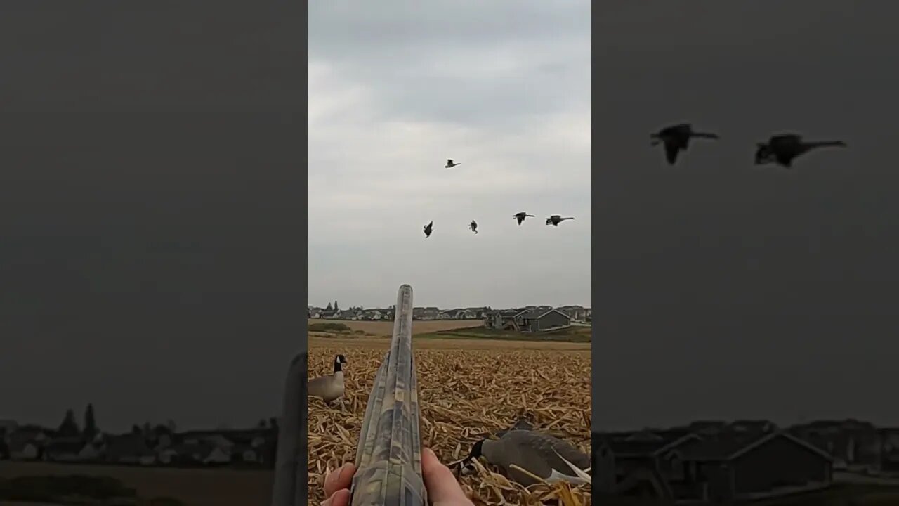 Smacking a Group of Canadian Geese!! #gooseseason