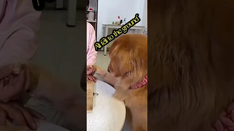 #shorts #funny #dog #pets