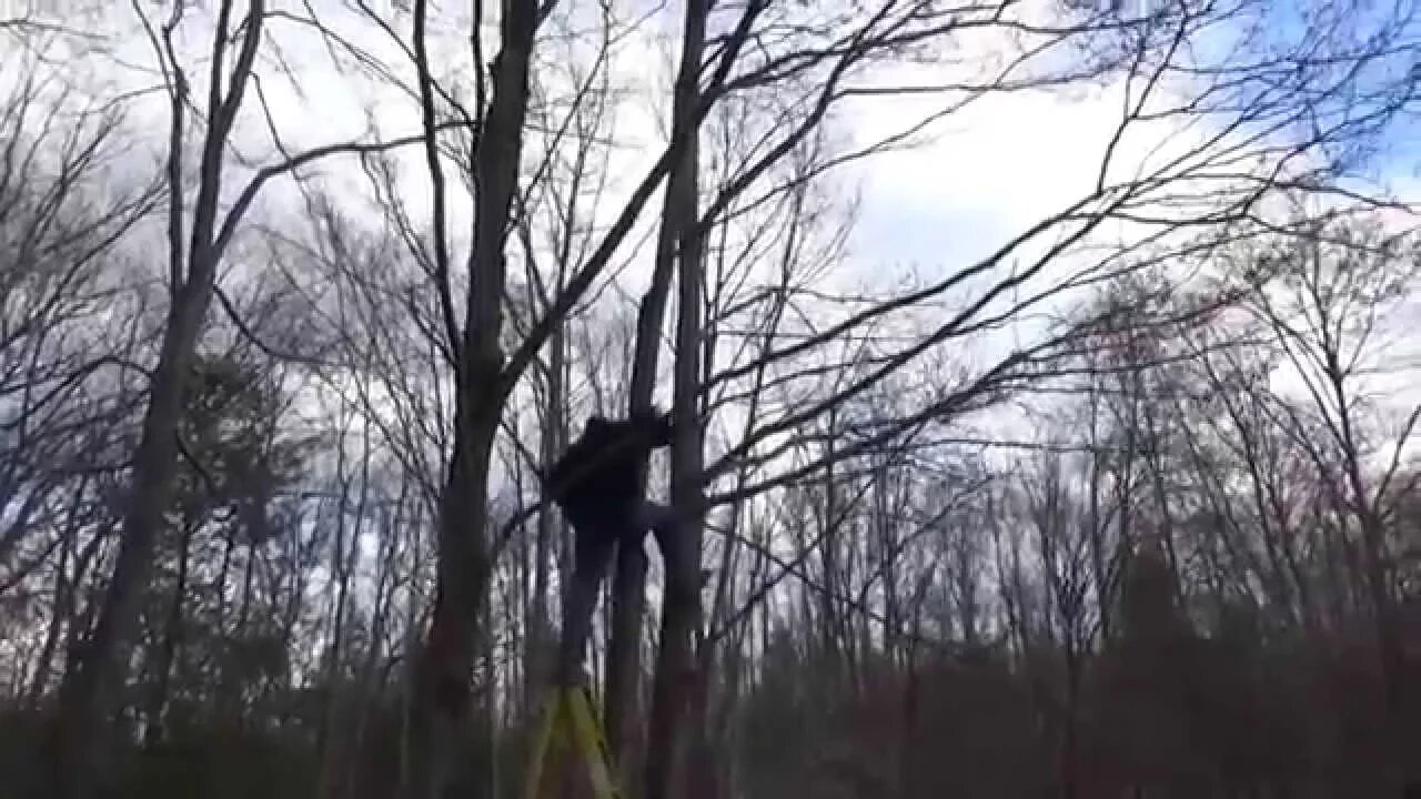 Felling Trees In Front Of My Tiny House To Improve Solar Power Output