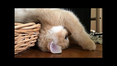 😻😹 Hilarious Cat Antics: Compilation №20