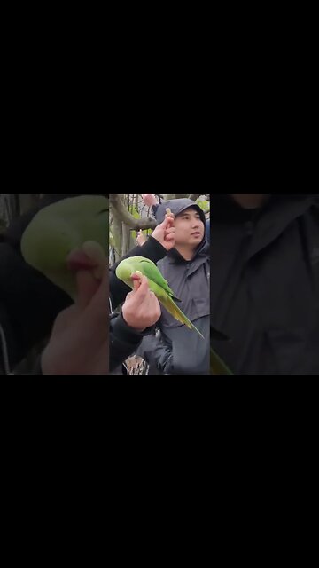 Indian ringneck parakeets st James's Park #london