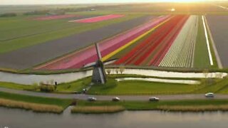 Drone capta belíssimo campo de tulipas na Holanda