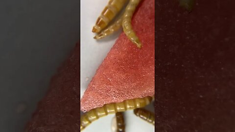 Mealworm collage 😁 #macrophotography #mealworms #insect #nature