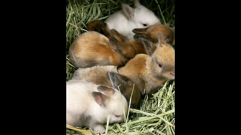 Baby Bunnies