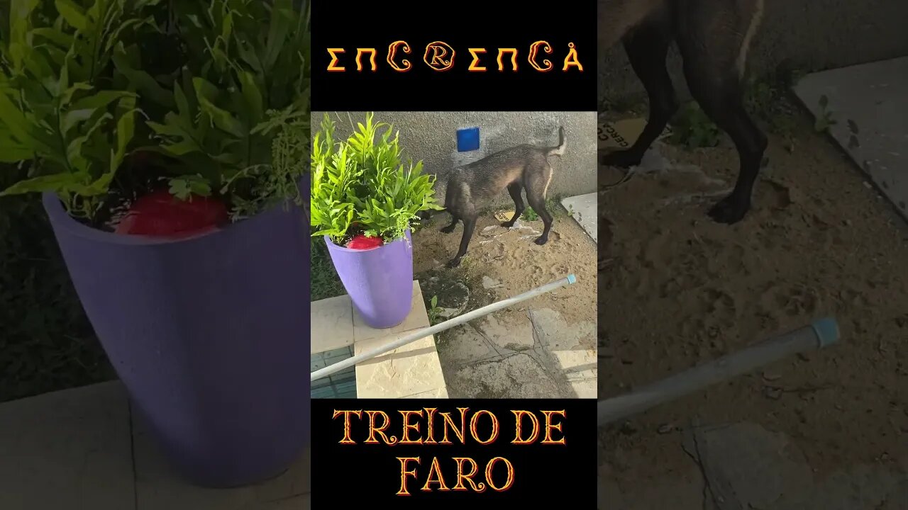 TREINO FARO: ENCRENCA