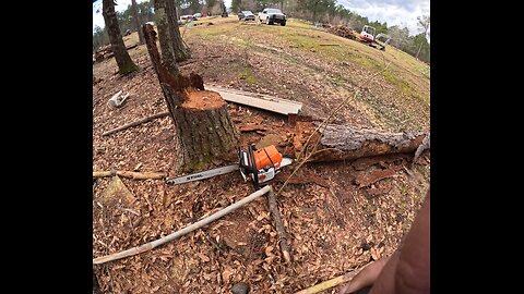 Smol tree felling.