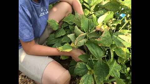 Harvesting and processing green beans and time for fireworks