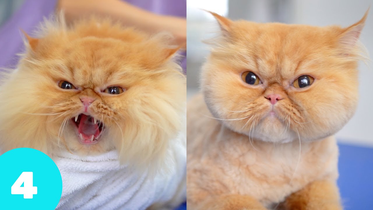 🐈 Laughter and sin! 😺 A selection of funny cats for a good mood! 😺