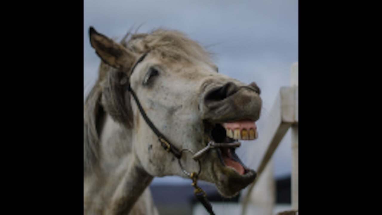 Punjabi Horse Dancing