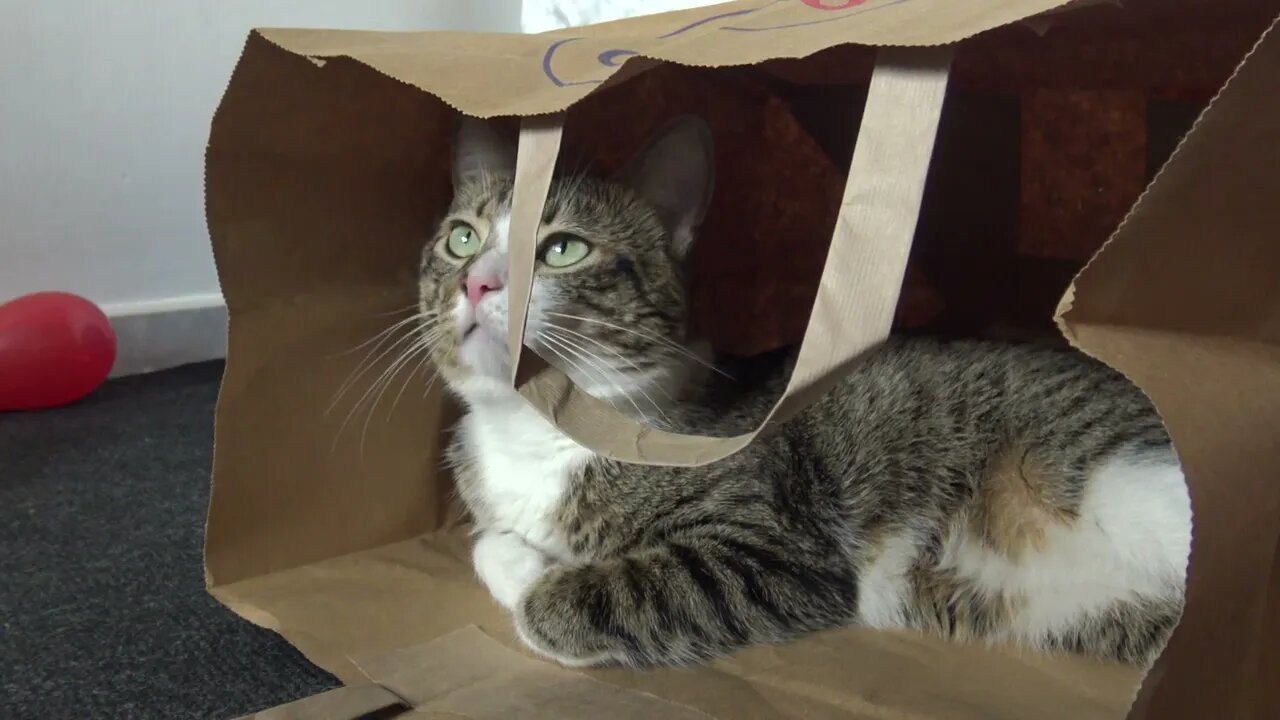 Quiet Cat Meditates in a Paper Bag