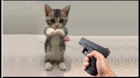 Funniest cats and dogs 🐶🐱 part 12