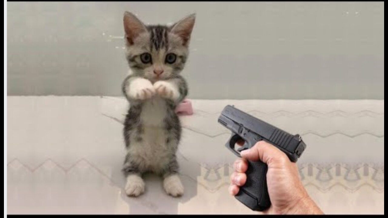 Funniest cats and dogs 🐶🐱 part 12