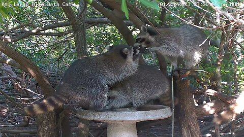 Key Largo - Raccoon Chaos!!!