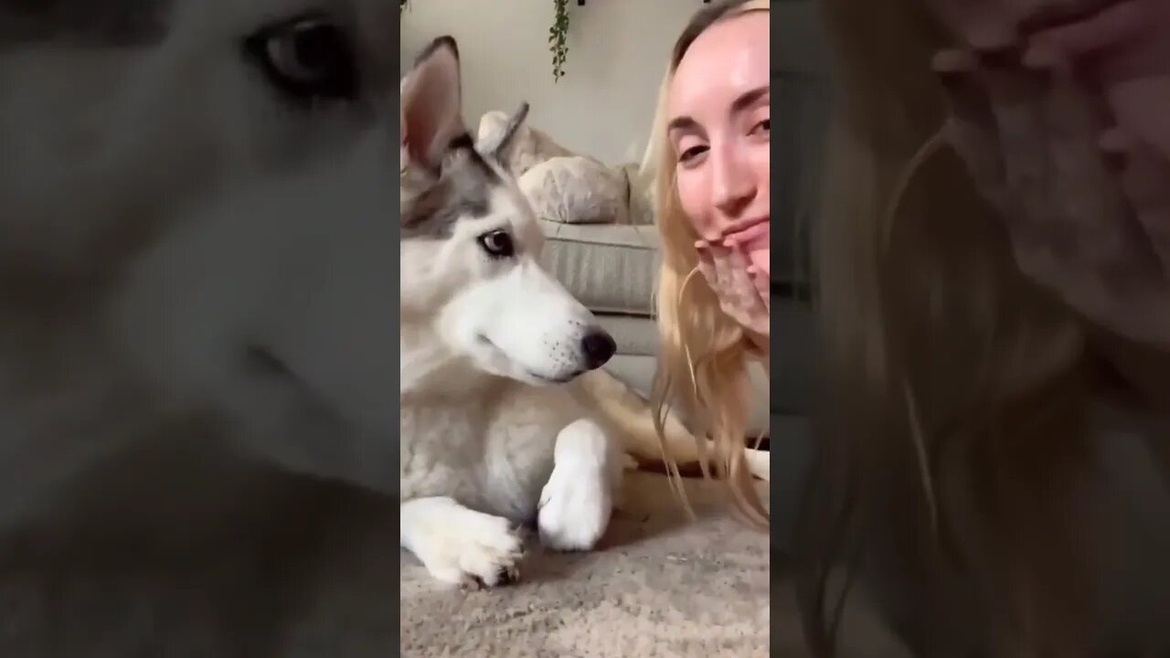 Owner of Dog 🐕 made him fool 🤣 by chubbing his ears | #Shorts #Animals #Dog