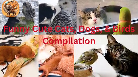 Cute Animals Compilation | Funny Cats, Dogs, and Birds Moments