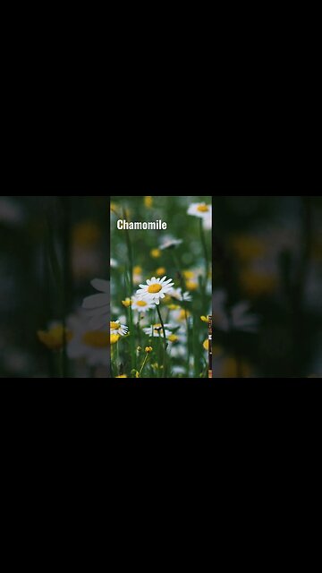 Chamomile is a Diaphoretic!