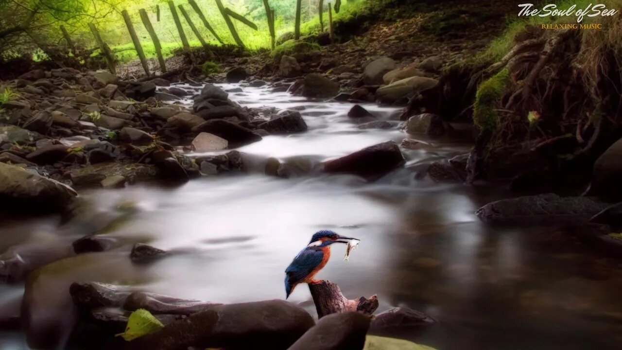 Waterfall Sounds With Birds Chirping in the Forest, Nature Sounds to Fall Asleep & Relax