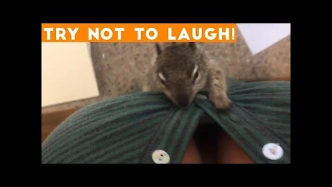 The BEST (FUNNIEST ANIMAL VIDEOS) Of 2022