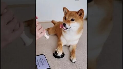 If You happy and you know it #dogreaction #dogslove