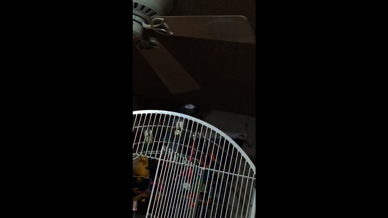 Parrot taunts cat by repeatedly calling its name