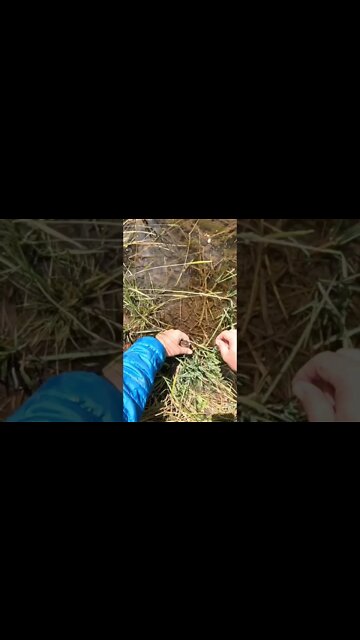 Caught one, Cutthroat trout.