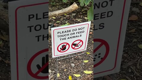 Jungle Park, Miami, part 2