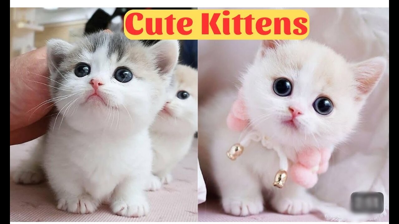 Cute baby cats -- cute and funny cats videos 😍