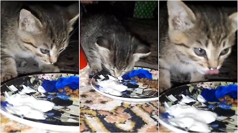 Street baby kitten eats sour cream and kitten food for the first time. Cute Cats Video