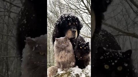 Cão e Gato Amiguinhos #shorts